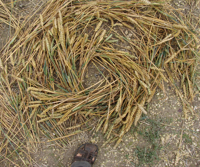 Cooks Plantation, Wiltshire crop circle, aerial photo 32