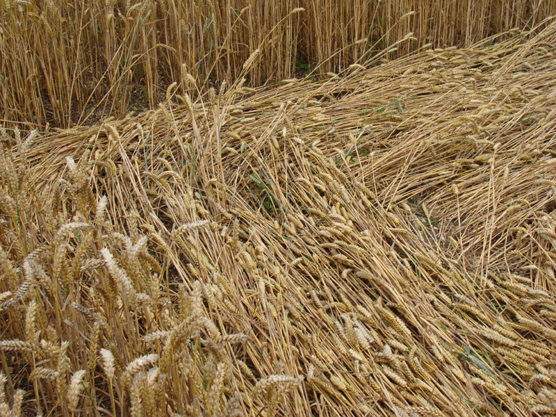 Cooks Plantation, Wiltshire crop circle, aerial photo 34