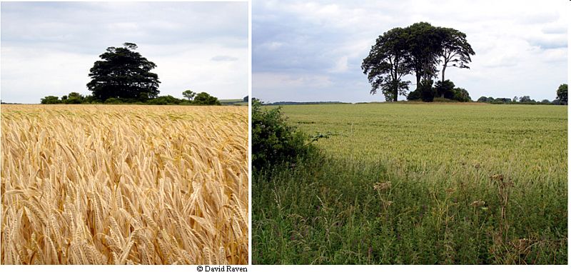 Dovendale Longbarrow, Lincolnshire crop circle, aerial photo 25