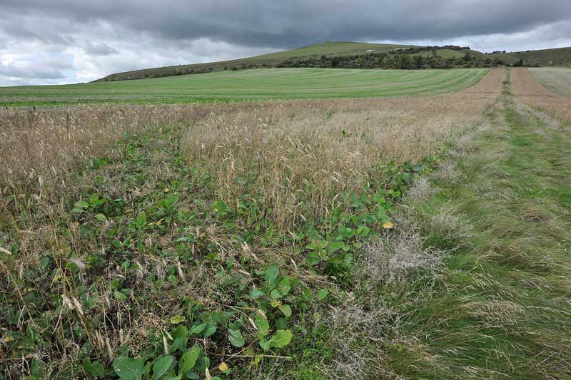 East Field (2), Wiltshire crop circle, aerial photo 13