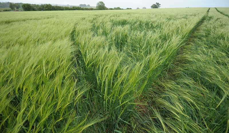East Kennett, Wiltshire crop circle, aerial photo 34
