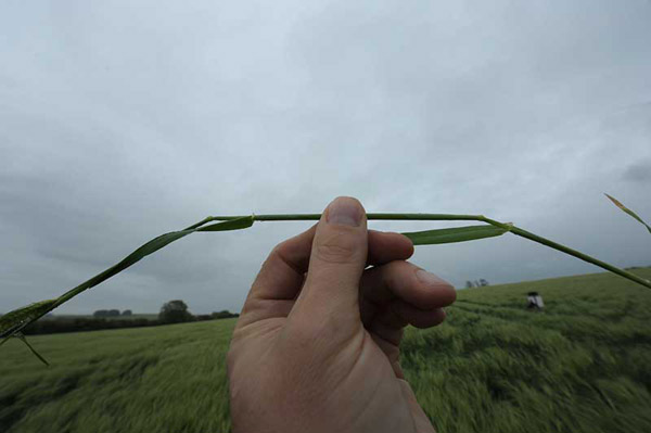 East Kennett, Wiltshire crop circle, aerial photo 36