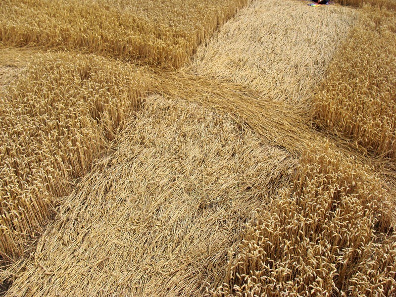 Giants Grave, Wiltshire crop circle, aerial photo 14