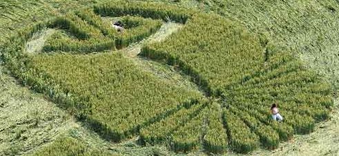 Honeystreet (2), Wiltshire crop circle, aerial photo 23