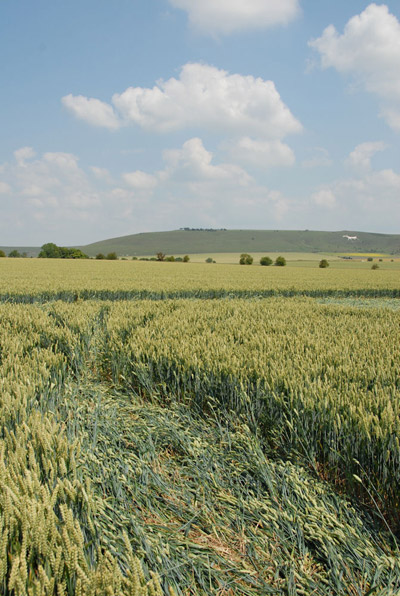Honeystreet (2), Wiltshire crop circle, aerial photo 39