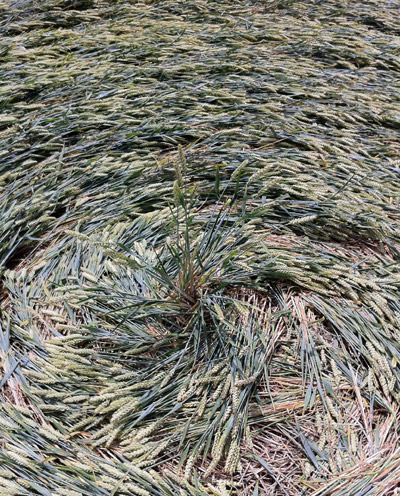 Honeystreet (3), Wiltshire crop circle, aerial photo 40