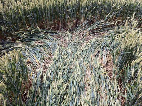 Honeystreet (3), Wiltshire crop circle, aerial photo 38