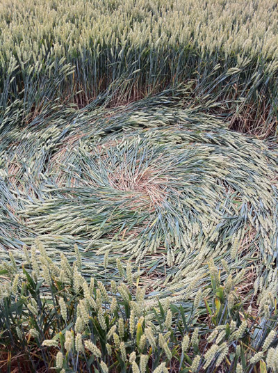 Honeystreet (3), Wiltshire crop circle, aerial photo 39