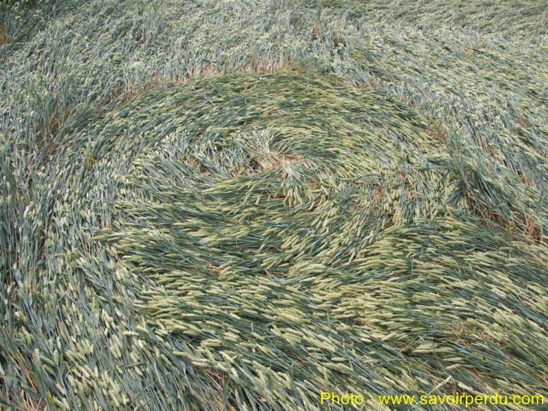 Honeystreet (3), Wiltshire crop circle, aerial photo 70