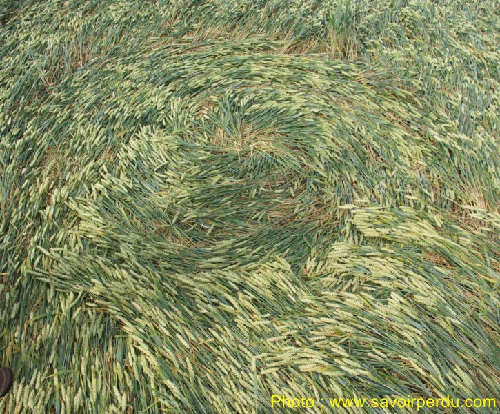 Honeystreet (3), Wiltshire crop circle, aerial photo 69