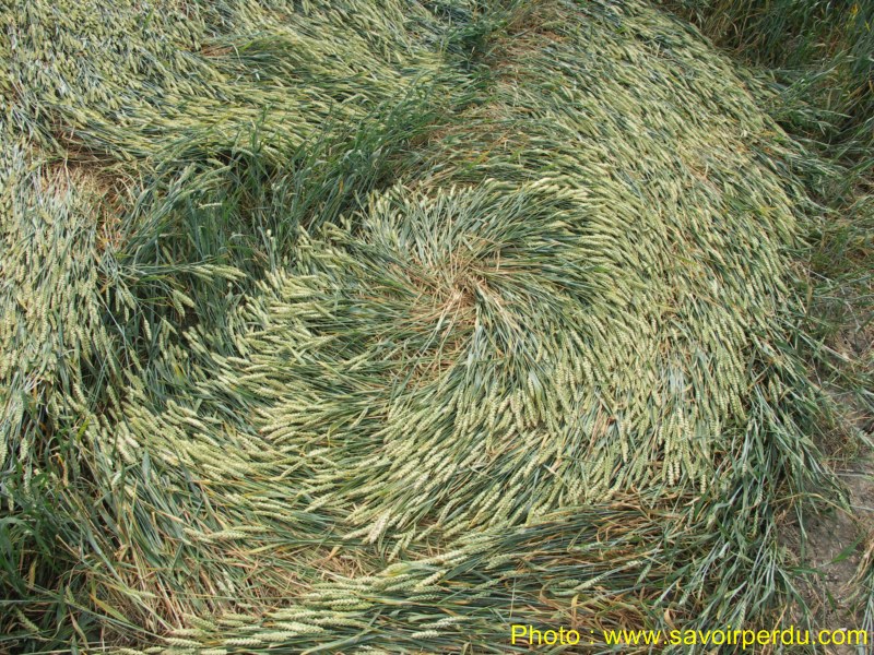 Honeystreet (3), Wiltshire crop circle, aerial photo 68