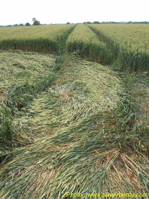 Honeystreet (3), Wiltshire crop circle, aerial photo 67
