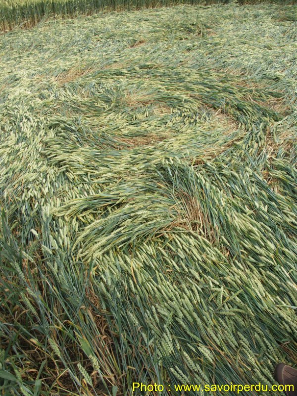 Honeystreet (3), Wiltshire crop circle, aerial photo 66