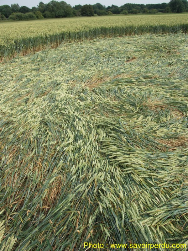 Honeystreet (3), Wiltshire crop circle, aerial photo 65