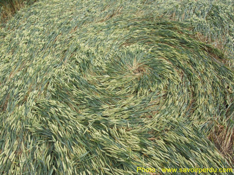 Honeystreet (3), Wiltshire crop circle, aerial photo 63
