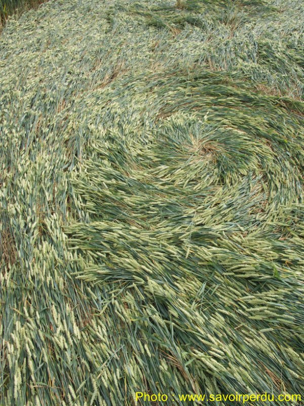 Honeystreet (3), Wiltshire crop circle, aerial photo 62
