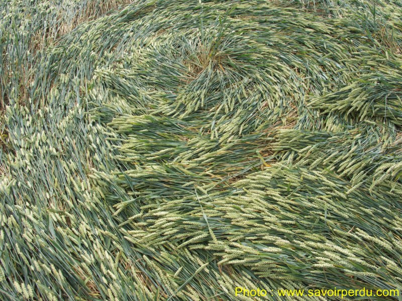 Honeystreet (3), Wiltshire crop circle, aerial photo 61