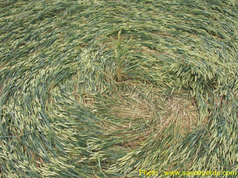 Honeystreet (3), Wiltshire crop circle, aerial photo 60
