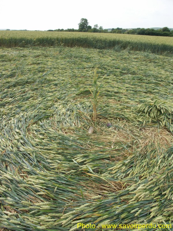 Honeystreet (3), Wiltshire crop circle, aerial photo 59