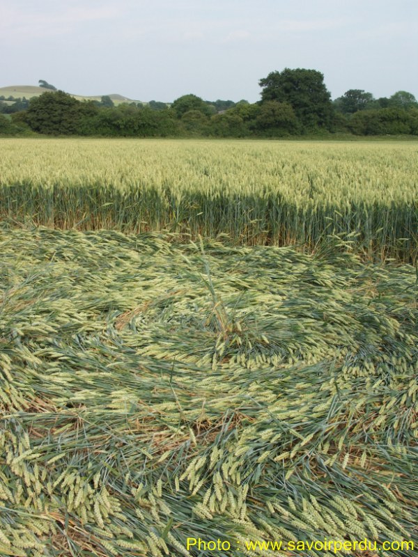 Honeystreet (3), Wiltshire crop circle, aerial photo 57