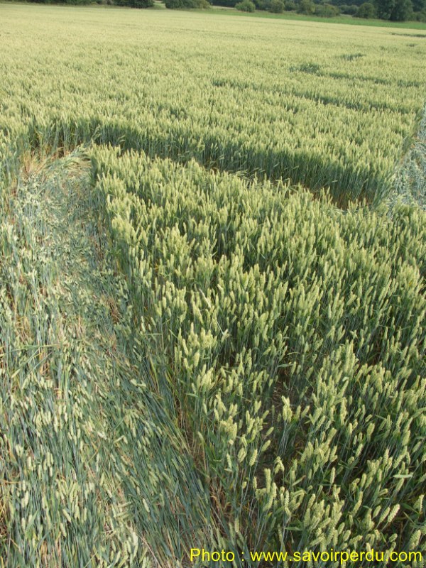 Honeystreet (3), Wiltshire crop circle, aerial photo 54