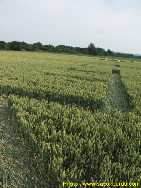 Honeystreet (3), Wiltshire crop circle, aerial photo 53