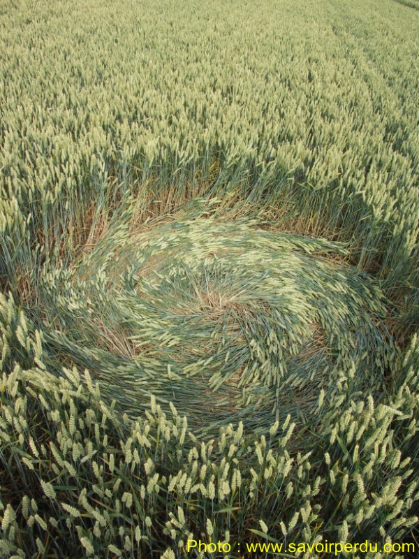Honeystreet (3), Wiltshire crop circle, aerial photo 51
