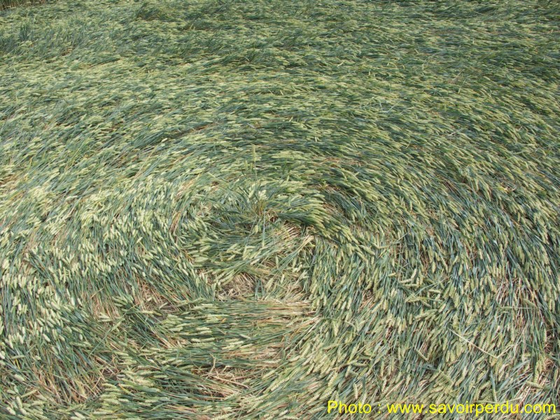 Honeystreet (3), Wiltshire crop circle, aerial photo 50