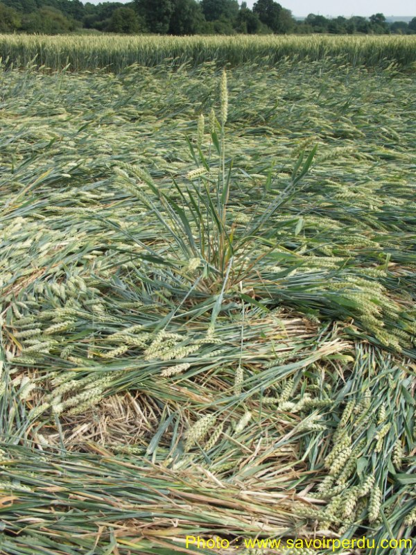 Honeystreet (3), Wiltshire crop circle, aerial photo 49