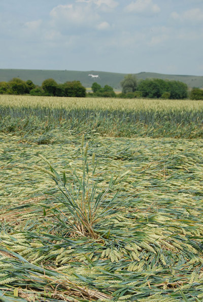 Honeystreet (3), Wiltshire crop circle, aerial photo 44