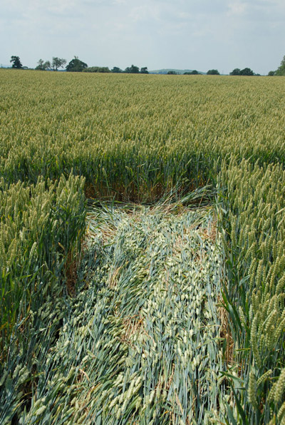 Honeystreet (3), Wiltshire crop circle, aerial photo 45