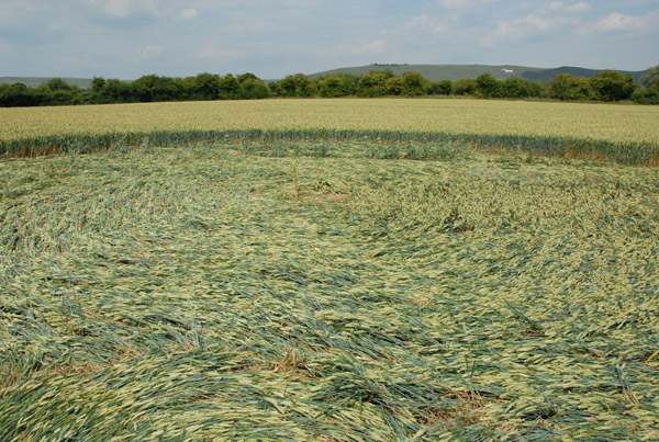 Honeystreet (3), Wiltshire crop circle, aerial photo 42
