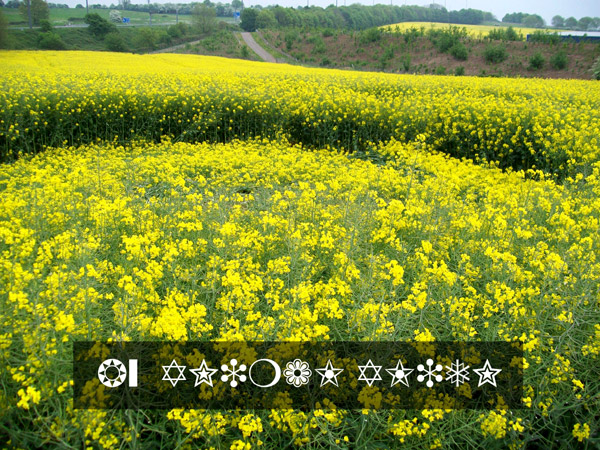 Innage, Wales crop circle, aerial photo 35