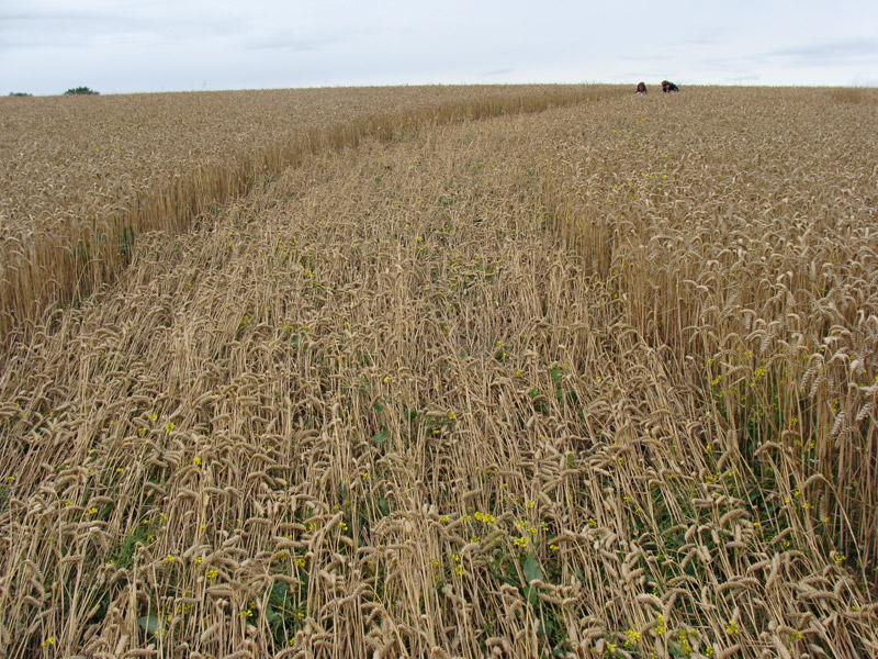 Jubilee Plantation, Wiltshire crop circle, aerial photo 75