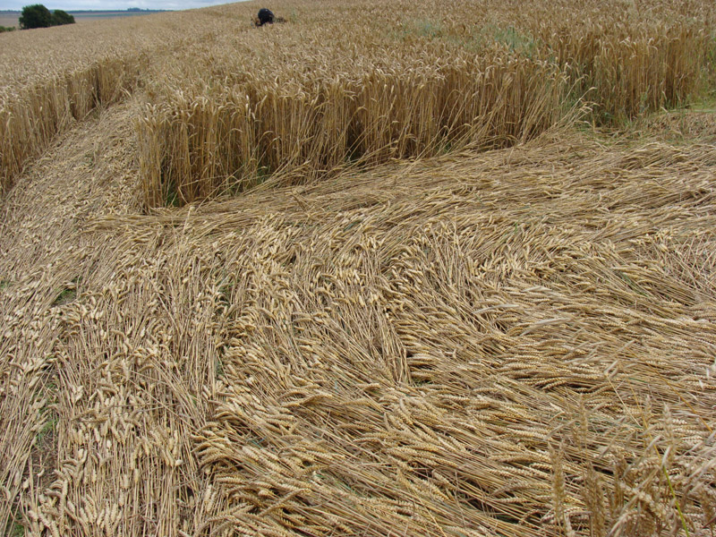 Crop Circle atKnoll Down, Wiltshire crop circle, aerial photo 29
