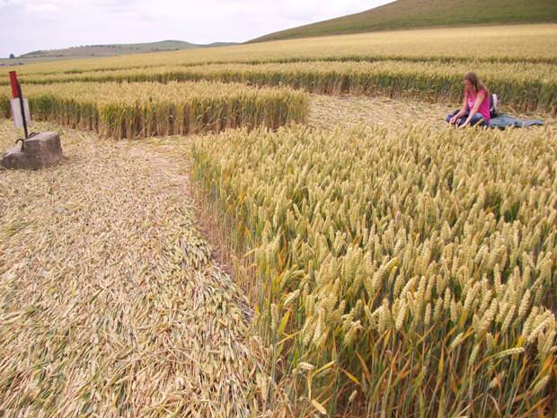 Milk Hill, Wiltshire crop circle, aerial photo 63