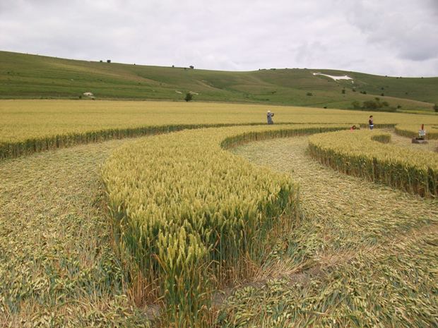 Milk Hill, Wiltshire crop circle, aerial photo 61