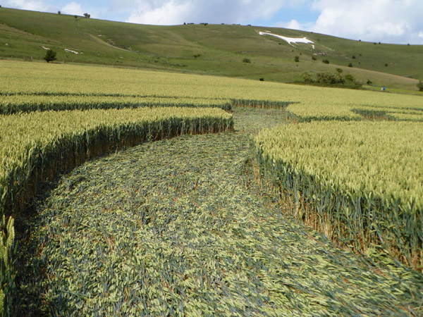 Milk Hill, Wiltshire crop circle, aerial photo 48