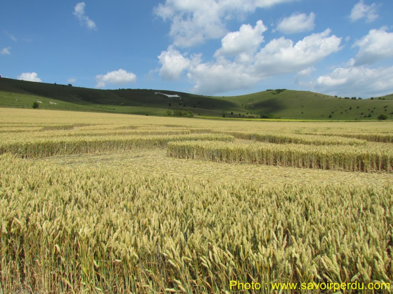 Milk Hill, Wiltshire crop circle, aerial photo 89