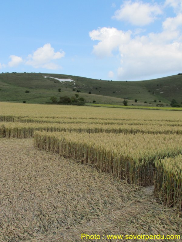 Milk Hill, Wiltshire crop circle, aerial photo 85