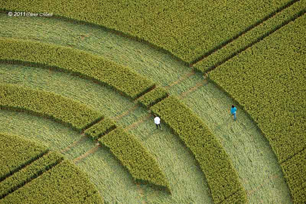Milk Hill, Wiltshire crop circle, aerial photo 98