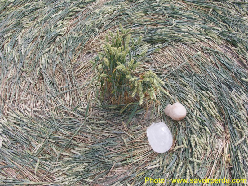 Milk Hill, Wiltshire crop circle, aerial photo 84