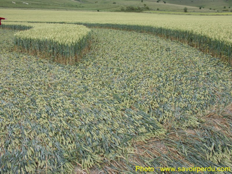 Milk Hill, Wiltshire crop circle, aerial photo 79