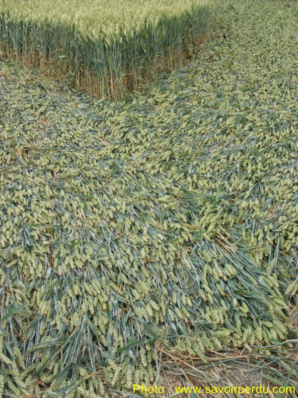 Milk Hill, Wiltshire crop circle, aerial photo 78