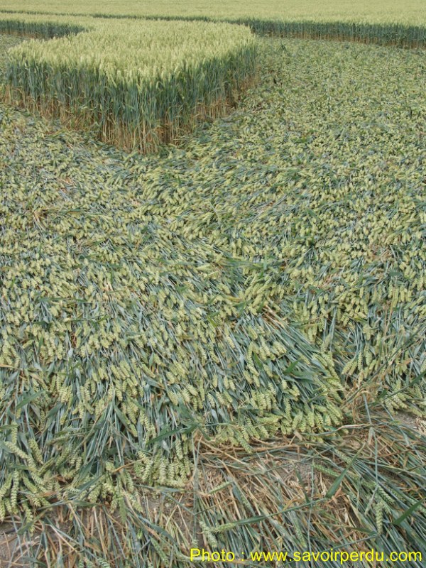 Milk Hill, Wiltshire crop circle, aerial photo 77