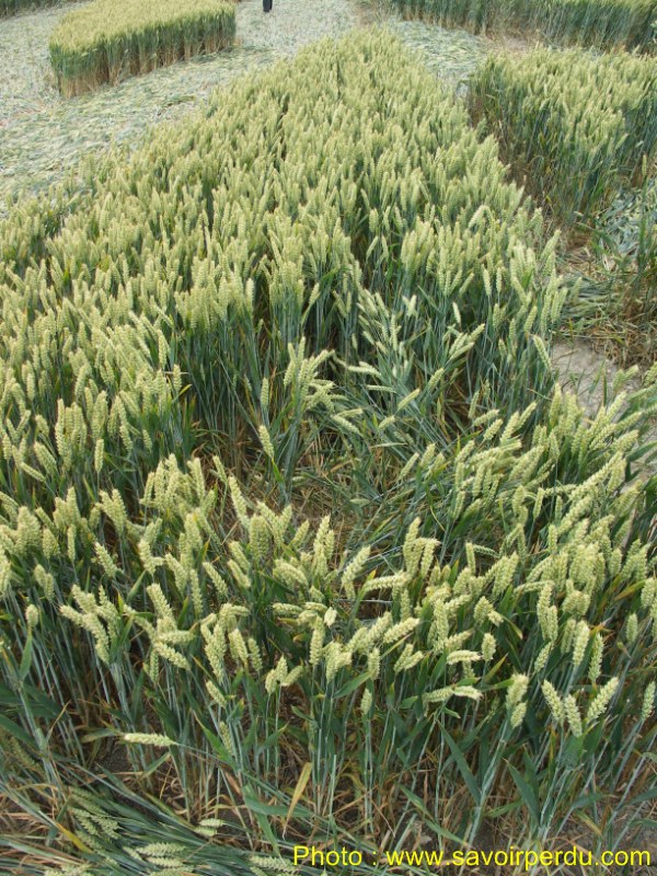 Milk Hill, Wiltshire crop circle, aerial photo 76