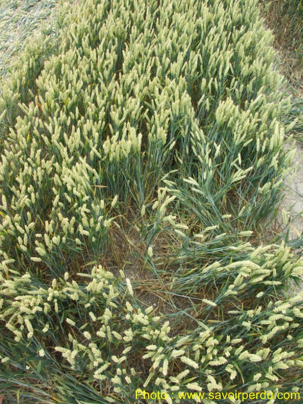 Milk Hill, Wiltshire crop circle, aerial photo 75