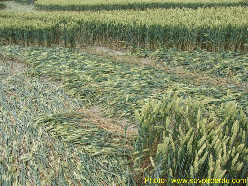 Milk Hill, Wiltshire crop circle, aerial photo 74