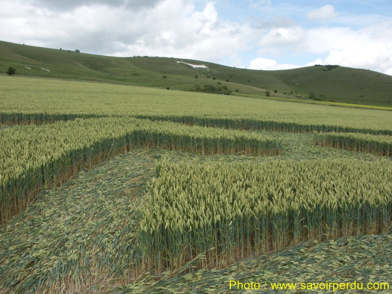 Milk Hill, Wiltshire crop circle, aerial photo 67