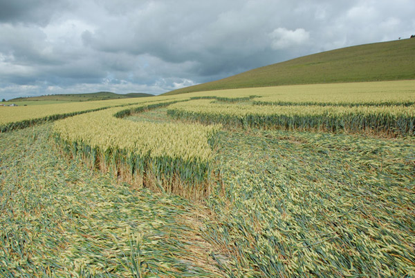 Milk Hill, Wiltshire crop circle, aerial photo 51